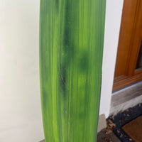 Duotone Sky Style 5'3 2025 4Sterne